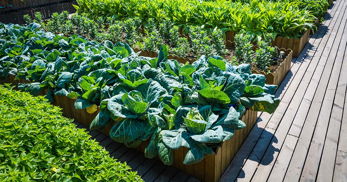 vegetables in a raised garden bed